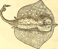 Picture 306 of 837 from Gvlielmi Rondeletii ... Libri de piscibus marinis, in quibus veræ piscium effigies expressæ sunt .. (1554), leaf 369