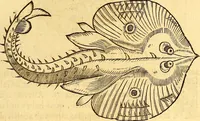 An illustration from Gvlielmi Rondeletii ... Libri de piscibus marinis, in quibus veræ piscium effigies expressæ sunt .. (1554)