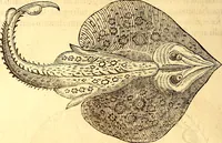An illustration from Gvlielmi Rondeletii ... Libri de piscibus marinis, in quibus veræ piscium effigies expressæ sunt .. (1554)