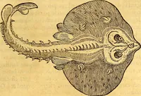 Picture 311 of 837 from Gvlielmi Rondeletii ... Libri de piscibus marinis, in quibus veræ piscium effigies expressæ sunt .. (1554), leaf 372
