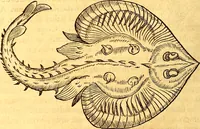 Picture 313 of 837 from Gvlielmi Rondeletii ... Libri de piscibus marinis, in quibus veræ piscium effigies expressæ sunt .. (1554), leaf 373