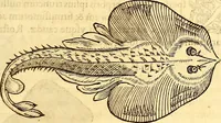 An illustration from Gvlielmi Rondeletii ... Libri de piscibus marinis, in quibus veræ piscium effigies expressæ sunt .. (1554)