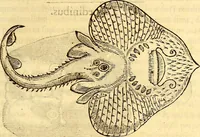 Picture 320 of 837 from Gvlielmi Rondeletii ... Libri de piscibus marinis, in quibus veræ piscium effigies expressæ sunt .. (1554), leaf 376