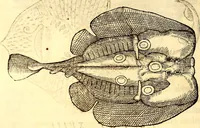 An illustration from Gvlielmi Rondeletii ... Libri de piscibus marinis, in quibus veræ piscium effigies expressæ sunt .. (1554)