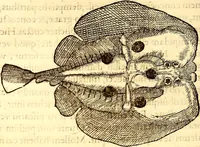 An illustration from Gvlielmi Rondeletii ... Libri de piscibus marinis, in quibus veræ piscium effigies expressæ sunt .. (1554)
