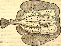 An illustration from Gvlielmi Rondeletii ... Libri de piscibus marinis, in quibus veræ piscium effigies expressæ sunt .. (1554)