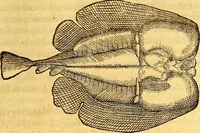 Picture 326 of 837 from Gvlielmi Rondeletii ... Libri de piscibus marinis, in quibus veræ piscium effigies expressæ sunt .. (1554), leaf 382
