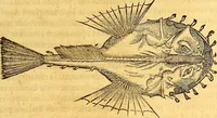 An illustration from Gvlielmi Rondeletii ... Libri de piscibus marinis, in quibus veræ piscium effigies expressæ sunt .. (1554)