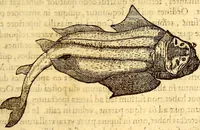 Picture 329 of 837 from Gvlielmi Rondeletii ... Libri de piscibus marinis, in quibus veræ piscium effigies expressæ sunt .. (1554), leaf 386