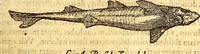 An illustration from Gvlielmi Rondeletii ... Libri de piscibus marinis, in quibus veræ piscium effigies expressæ sunt .. (1554)