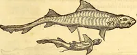 An illustration from Gvlielmi Rondeletii ... Libri de piscibus marinis, in quibus veræ piscium effigies expressæ sunt .. (1554)