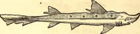 Picture 336 of 837 from Gvlielmi Rondeletii ... Libri de piscibus marinis, in quibus veræ piscium effigies expressæ sunt .. (1554), leaf 395