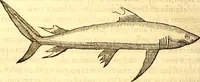 An illustration from Gvlielmi Rondeletii ... Libri de piscibus marinis, in quibus veræ piscium effigies expressæ sunt .. (1554)