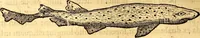 An illustration from Gvlielmi Rondeletii ... Libri de piscibus marinis, in quibus veræ piscium effigies expressæ sunt .. (1554)