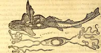 An illustration from Gvlielmi Rondeletii ... Libri de piscibus marinis, in quibus veræ piscium effigies expressæ sunt .. (1554)