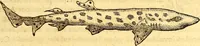 An illustration from Gvlielmi Rondeletii ... Libri de piscibus marinis, in quibus veræ piscium effigies expressæ sunt .. (1554)