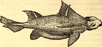 An illustration from Gvlielmi Rondeletii ... Libri de piscibus marinis, in quibus veræ piscium effigies expressæ sunt .. (1554)