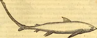 Picture 348 of 837 from Gvlielmi Rondeletii ... Libri de piscibus marinis, in quibus veræ piscium effigies expressæ sunt .. (1554), leaf 406