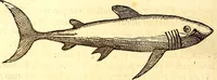 An illustration from Gvlielmi Rondeletii ... Libri de piscibus marinis, in quibus veræ piscium effigies expressæ sunt .. (1554)