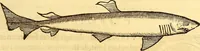 An illustration from Gvlielmi Rondeletii ... Libri de piscibus marinis, in quibus veræ piscium effigies expressæ sunt .. (1554)