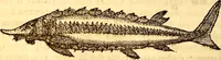 An illustration from Gvlielmi Rondeletii ... Libri de piscibus marinis, in quibus veræ piscium effigies expressæ sunt .. (1554)