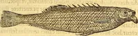 Picture 373 of 837 from Gvlielmi Rondeletii ... Libri de piscibus marinis, in quibus veræ piscium effigies expressæ sunt .. (1554), leaf 442