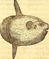 Picture 375 of 837 from Gvlielmi Rondeletii ... Libri de piscibus marinis, in quibus veræ piscium effigies expressæ sunt .. (1554), leaf 443