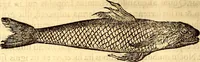 An illustration from Gvlielmi Rondeletii ... Libri de piscibus marinis, in quibus veræ piscium effigies expressæ sunt .. (1554)