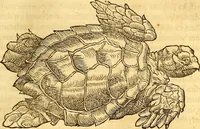 Picture 393 of 837 from Gvlielmi Rondeletii ... Libri de piscibus marinis, in quibus veræ piscium effigies expressæ sunt .. (1554), leaf 464