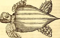 An illustration from Gvlielmi Rondeletii ... Libri de piscibus marinis, in quibus veræ piscium effigies expressæ sunt .. (1554)
