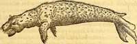 An illustration from Gvlielmi Rondeletii ... Libri de piscibus marinis, in quibus veræ piscium effigies expressæ sunt .. (1554)