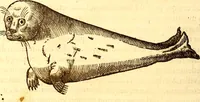 An illustration from Gvlielmi Rondeletii ... Libri de piscibus marinis, in quibus veræ piscium effigies expressæ sunt .. (1554)