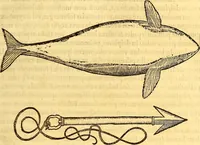 Picture 404 of 837 from Gvlielmi Rondeletii ... Libri de piscibus marinis, in quibus veræ piscium effigies expressæ sunt .. (1554), leaf 494