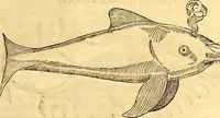 An illustration from Gvlielmi Rondeletii ... Libri de piscibus marinis, in quibus veræ piscium effigies expressæ sunt .. (1554)
