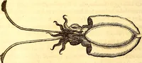 An illustration from Gvlielmi Rondeletii ... Libri de piscibus marinis, in quibus veræ piscium effigies expressæ sunt .. (1554)