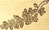 An illustration from Gvlielmi Rondeletii ... Libri de piscibus marinis, in quibus veræ piscium effigies expressæ sunt .. (1554)