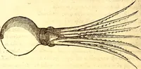 An illustration from Gvlielmi Rondeletii ... Libri de piscibus marinis, in quibus veræ piscium effigies expressæ sunt .. (1554)