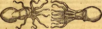 Picture 437 of 837 from Gvlielmi Rondeletii ... Libri de piscibus marinis, in quibus veræ piscium effigies expressæ sunt .. (1554), leaf 536