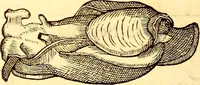Picture 443 of 837 from Gvlielmi Rondeletii ... Libri de piscibus marinis, in quibus veræ piscium effigies expressæ sunt .. (1554), leaf 539