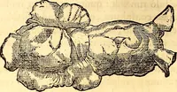 Picture 445 of 837 from Gvlielmi Rondeletii ... Libri de piscibus marinis, in quibus veræ piscium effigies expressæ sunt .. (1554), leaf 545