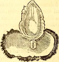 Picture 446 of 837 from Gvlielmi Rondeletii ... Libri de piscibus marinis, in quibus veræ piscium effigies expressæ sunt .. (1554), leaf 545