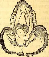 Picture 447 of 837 from Gvlielmi Rondeletii ... Libri de piscibus marinis, in quibus veræ piscium effigies expressæ sunt .. (1554), leaf 545