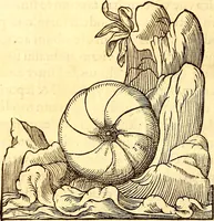 Picture 449 of 837 from Gvlielmi Rondeletii ... Libri de piscibus marinis, in quibus veræ piscium effigies expressæ sunt .. (1554), leaf 547