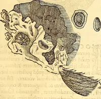 Picture 451 of 837 from Gvlielmi Rondeletii ... Libri de piscibus marinis, in quibus veræ piscium effigies expressæ sunt .. (1554), leaf 548
