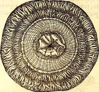 An illustration from Gvlielmi Rondeletii ... Libri de piscibus marinis, in quibus veræ piscium effigies expressæ sunt .. (1554)