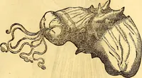 An illustration from Gvlielmi Rondeletii ... Libri de piscibus marinis, in quibus veræ piscium effigies expressæ sunt .. (1554)