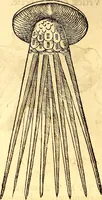 An illustration from Gvlielmi Rondeletii ... Libri de piscibus marinis, in quibus veræ piscium effigies expressæ sunt .. (1554)