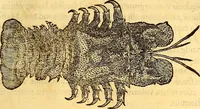An illustration from Gvlielmi Rondeletii ... Libri de piscibus marinis, in quibus veræ piscium effigies expressæ sunt .. (1554)