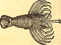 An illustration from Gvlielmi Rondeletii ... Libri de piscibus marinis, in quibus veræ piscium effigies expressæ sunt .. (1554)