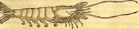 Picture 470 of 837 from Gvlielmi Rondeletii ... Libri de piscibus marinis, in quibus veræ piscium effigies expressæ sunt .. (1554), leaf 566